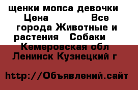 щенки мопса девочки › Цена ­ 25 000 - Все города Животные и растения » Собаки   . Кемеровская обл.,Ленинск-Кузнецкий г.